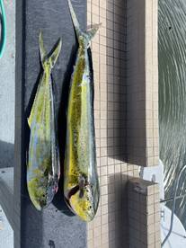 Caught target species