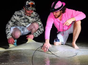 Two anglers carefully handling a shark on the beach at night, showcasing the excitement of night fishing.