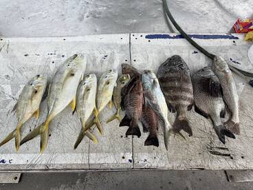 Wow did we catch some fish.