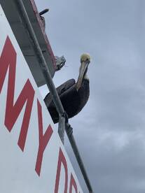 One Fish, 2 Fish, Parrot Fish