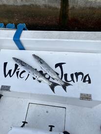 Barracud-not have been better 