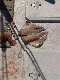 We always catch fish 