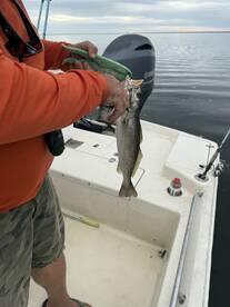 The guide\u2019s guide