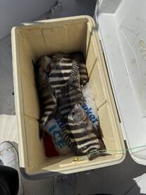 A cooler filled with striped fish, likely Sheepshead, resting on a boat deck after a successful fishing trip.