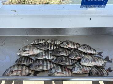 A variety of striped bass laid out on a cleaning station at the dock, showcasing a successful fishing trip.