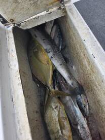 Cudas, Yellow Jacks, Mackerals and more!!!