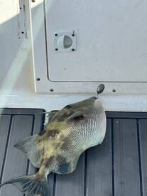 Caught fish fast!