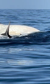 An unclear image showing a large marine animal in the water, possibly a whale, with no visible fishing activity.