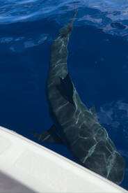 A large shark is seen swimming beneath the surface of the water, showcasing the excitement of deep-sea fishing.