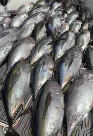 Blue sky and smooth Sailing. 