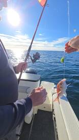 An angler reeling in a small Snapper while fishing on a sunny day, showcasing the excitement of the catch.