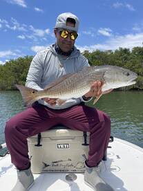 Upper Tampa Bay red under the mangroves