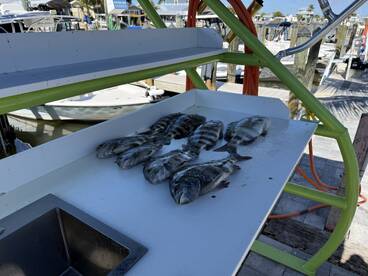 very knowledgeable, Captain