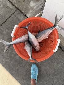 A collection of freshly caught fish stored in an orange bucket, showcasing a successful fishing trip.