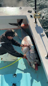 Angler actively working on a large Bluefin Tuna on the deck of a fishing boat, showcasing the excitement of deep-sea fishing.