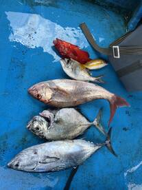 A variety of fish including a red grouper, snapper, and tuna displayed on a blue surface, showcasing a successful fishing trip.