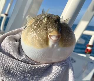 A close-up of a pufferfish resting on a towel aboard a fishing boat, showcasing its unique features against a backdrop of the ocean.