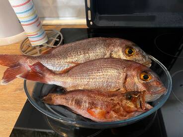 Three freshly caught fish displayed in a bowl on a kitchen countertop, showcasing a successful fishing trip.