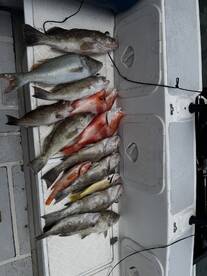 Great half day bottom fishing 