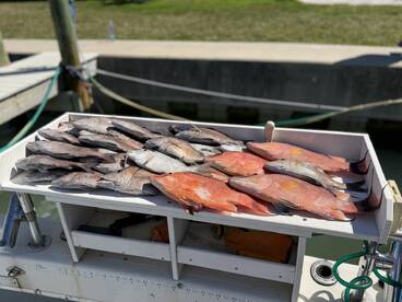 A variety of fish, including Snapper, neatly arranged on a fillet table at the dock, showcasing a successful fishing trip.