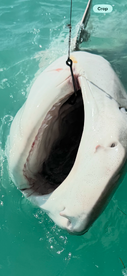 A large shark is being reeled in, showcasing the excitement of deep-sea fishing in clear turquoise waters.