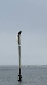 3\/4\/26 Nearshore\/Inshore Fun (6 hr)