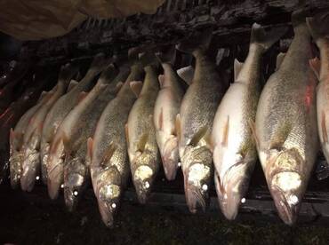 Evening walleye trip with Captain Matt. 