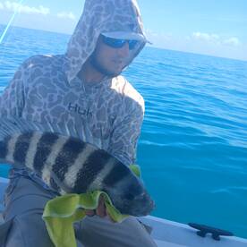 Angler holding a large striped fish, likely a Sheepshead, while fishing in clear blue waters.