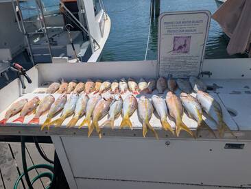A variety of colorful fish, including Snapper, neatly arranged on a fillet table at the dock, showcasing a successful fishing trip.
