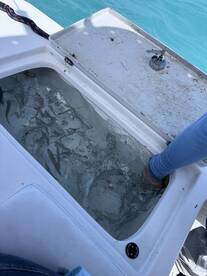 A cooler filled with various fish, showcasing a successful fishing trip on a boat.