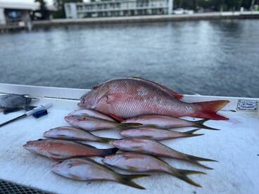 A variety of fish including Snapper displayed on a fillet table, showcasing a successful fishing trip.