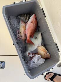 A variety of fish, including Snapper and Grouper, stored in a cooler filled with ice on a fishing boat.