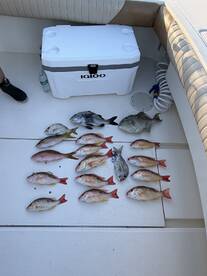 A variety of fish, including Snapper and Grunt, neatly arranged on a boat's deck next to a cooler, showcasing a successful fishing trip.