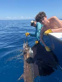 caught 4 nice sailfish