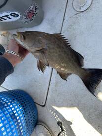 5 hour trip with Gulf Wrangler Charters