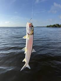 A fish is caught on a hook while fishing in a serene waterway, showcasing the excitement of the catch.