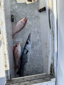 A selection of fish, including a Barracuda and Snapper, stored on ice in a cooler aboard a fishing boat.