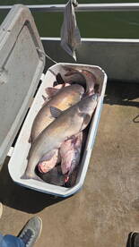 cooler full of fish 