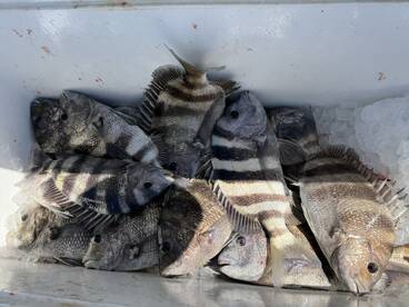 A collection of striped bass and other species stored on ice in a cooler, showcasing a successful fishing trip.