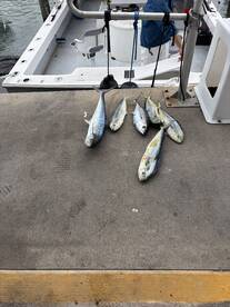 A selection of freshly caught fish displayed on a catch board at the dock, showcasing a successful fishing trip.