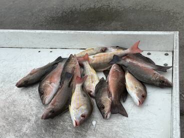 A variety of freshly caught fish, including Snapper, displayed on a cleaning table after a successful fishing trip.