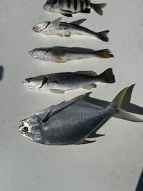 A variety of fish including a Silver Pompano and Speckled Trout displayed on a clean surface, showcasing a successful fishing trip.