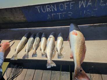 A selection of freshly caught fish, including several speckled trout and a large redfish, displayed on a cleaning table at a dock.