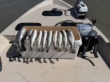 A neat display of multiple Speckled Trout arranged on a cooler aboard a fishing boat, showcasing a successful day on the water.