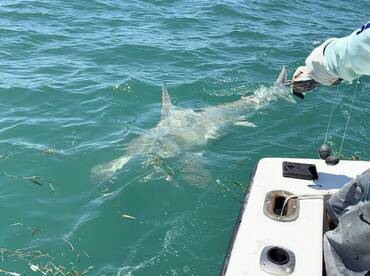 An angler reeling in a shark while fishing in clear blue waters, showcasing the excitement of deep-sea fishing.