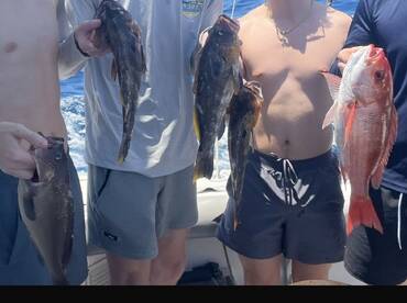 Exemple of normal grouper size catch on that trip