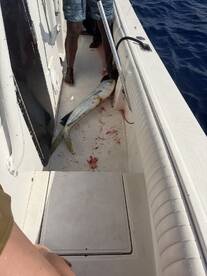 A large Mahi Mahi is displayed on the deck of a sport fishing boat, showcasing the catch after a successful deep-sea fishing trip.