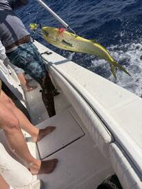 A fisherman reeling in a vibrant Mahi Mahi while on a fishing charter, showcasing the excitement of deep-sea fishing.