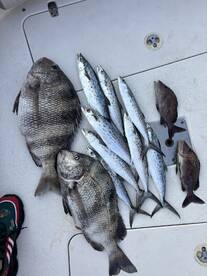 A variety of fish including a large Snapper and several Mackerel laid out on a boat's deck, showcasing a successful fishing trip.