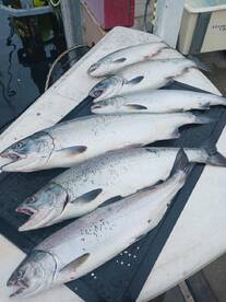 Half day trip with Captain Thao